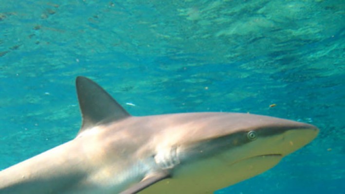 Sharks (13)_651